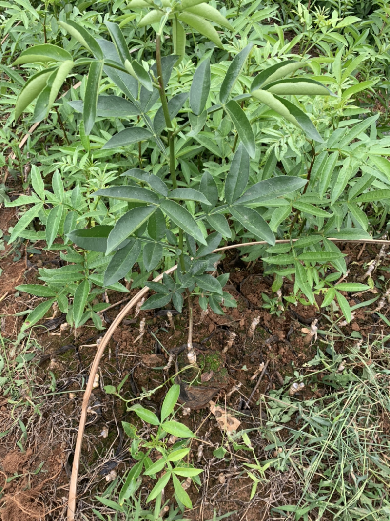 藤椒苗无刺花椒苗嫁接花椒苗，刺少，挂果早产量高，