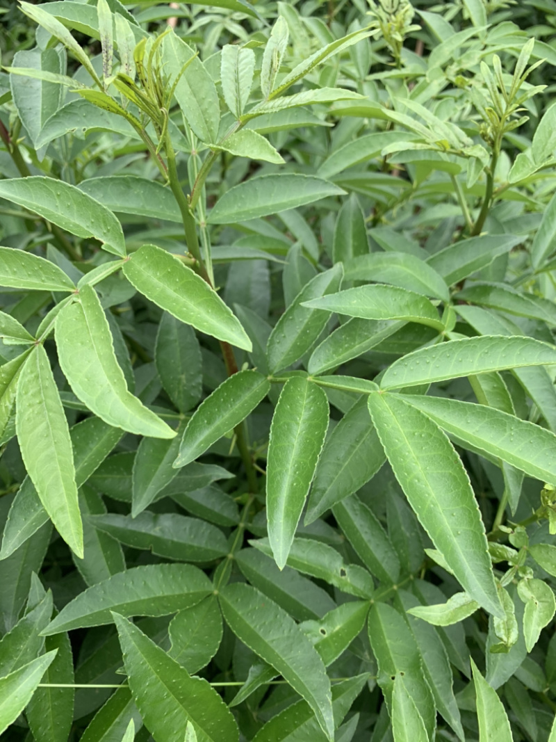 藤椒苗无刺花椒苗嫁接花椒苗，刺少，挂果早产量高，