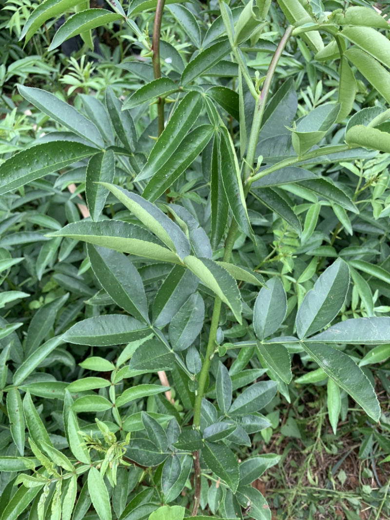 藤椒苗无刺花椒苗嫁接花椒苗，刺少，挂果早产量高，