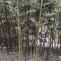 1.5--4公分优质竹子