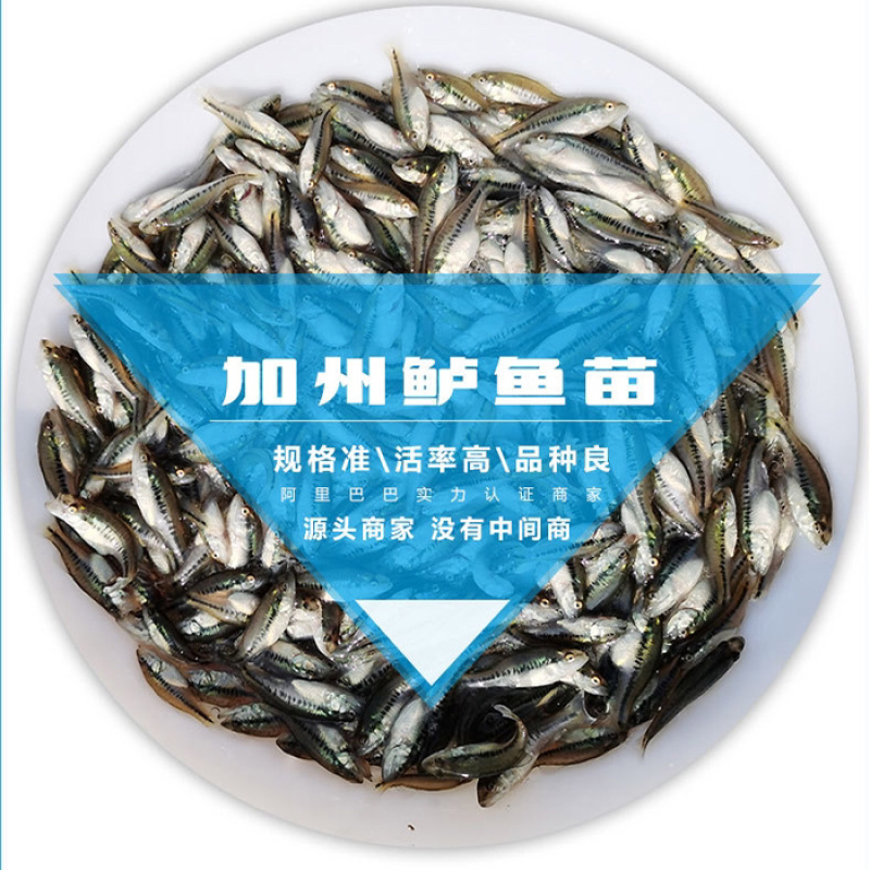 广东优质鲈鱼水花鲈鱼苗加州鲈鱼苗训料加州鲈鱼苗