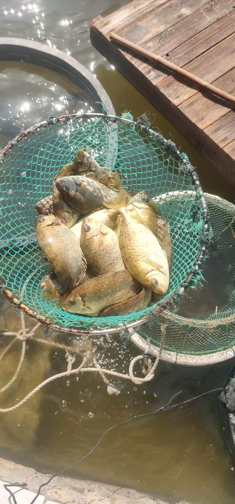 泥猛土池养殖。