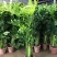 大春羽春雨室内植物绿植盆栽吸甲醛净化空气办公盆栽水培花卉