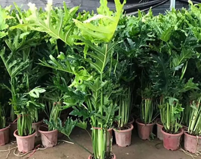 大春羽春雨室内植物绿植盆栽吸甲醛净化空气办公盆栽水培花卉