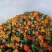 红花籽油玉门红花食用油红花油鲜榨食用油一桶10斤