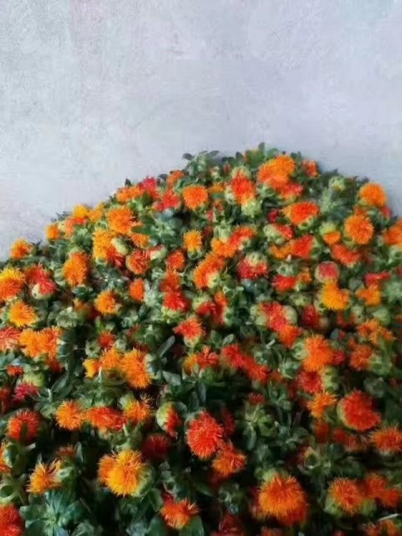 红花籽油玉门红花食用油红花油鲜榨食用油一桶10斤