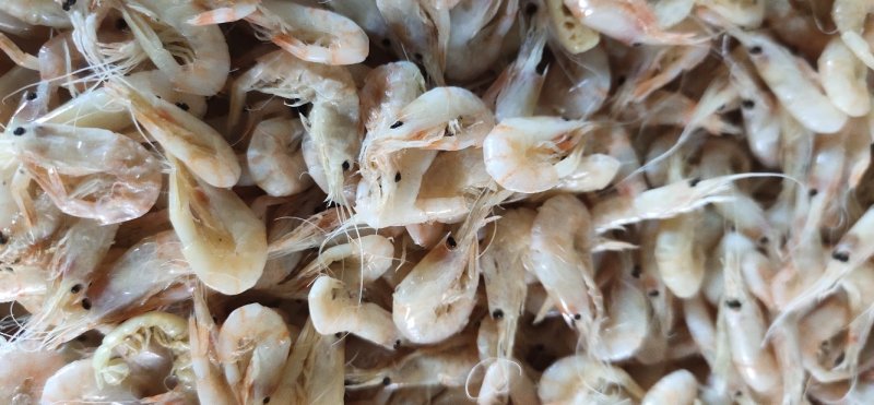 钩子虾，