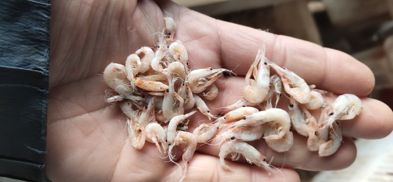 钩子虾，
