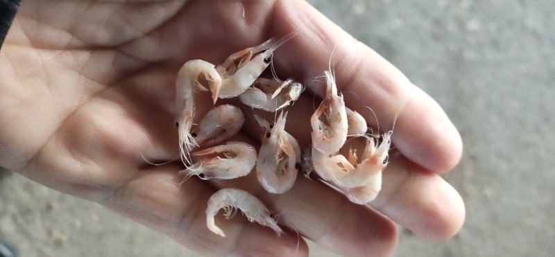 钩子虾，