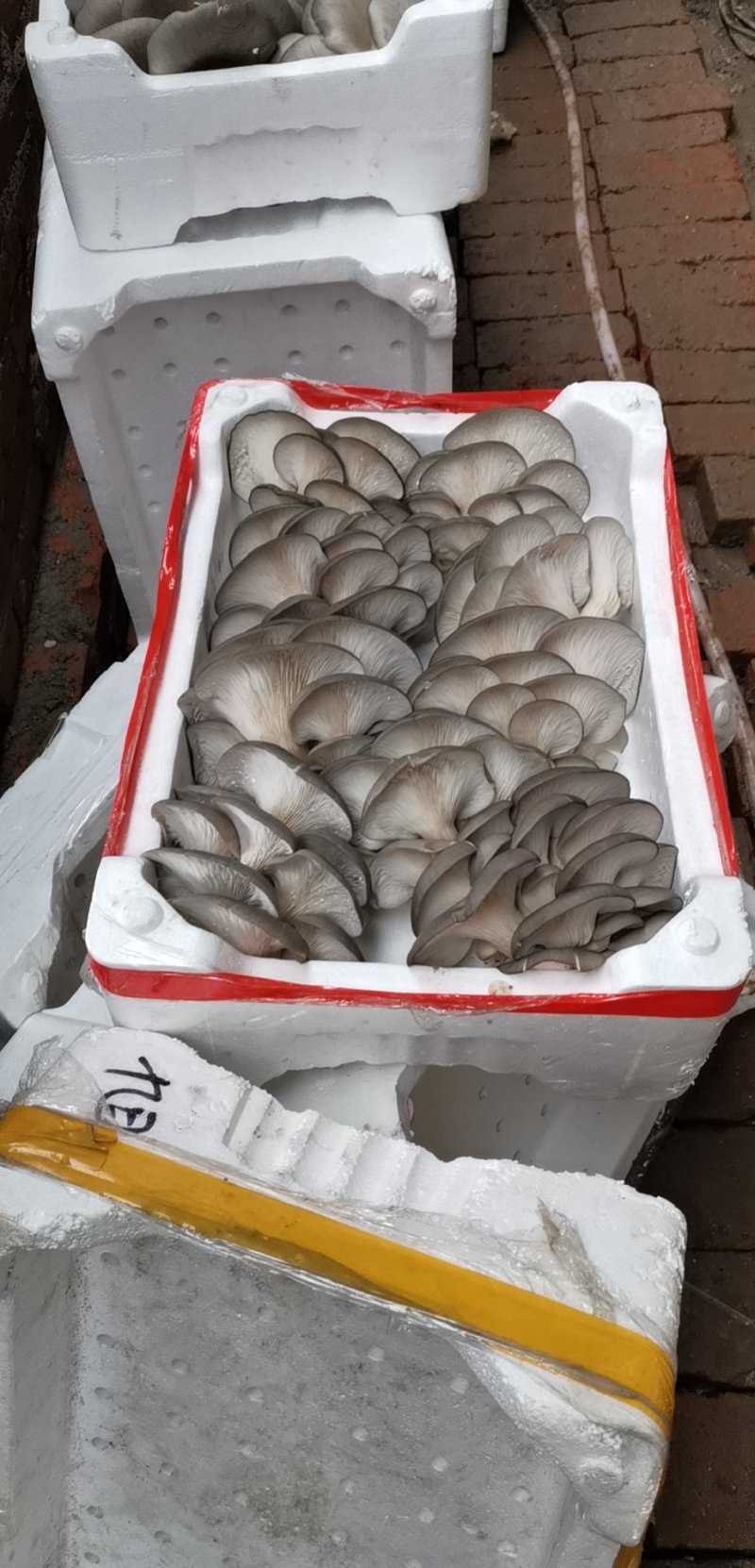 鲜平菇