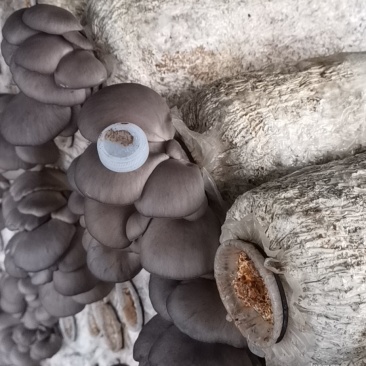 鲜平菇