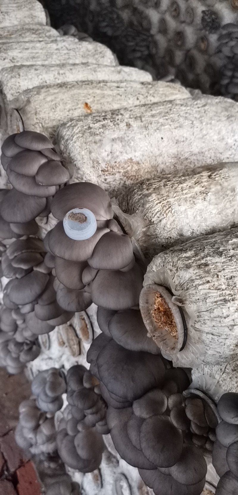 鲜平菇