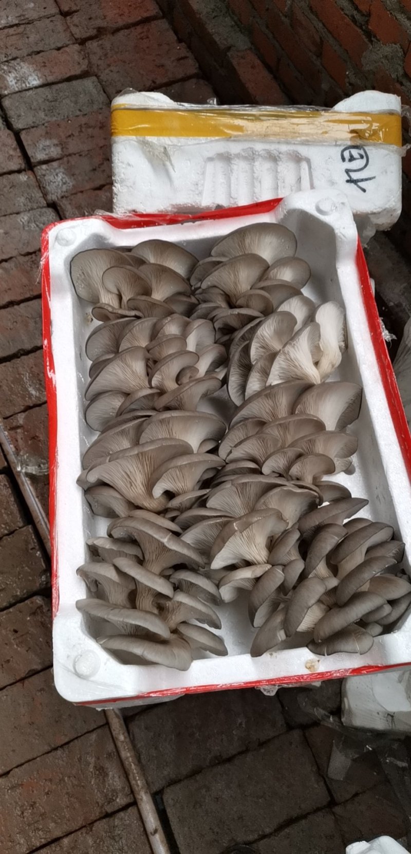 鲜平菇