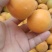 金太阳，杏。
