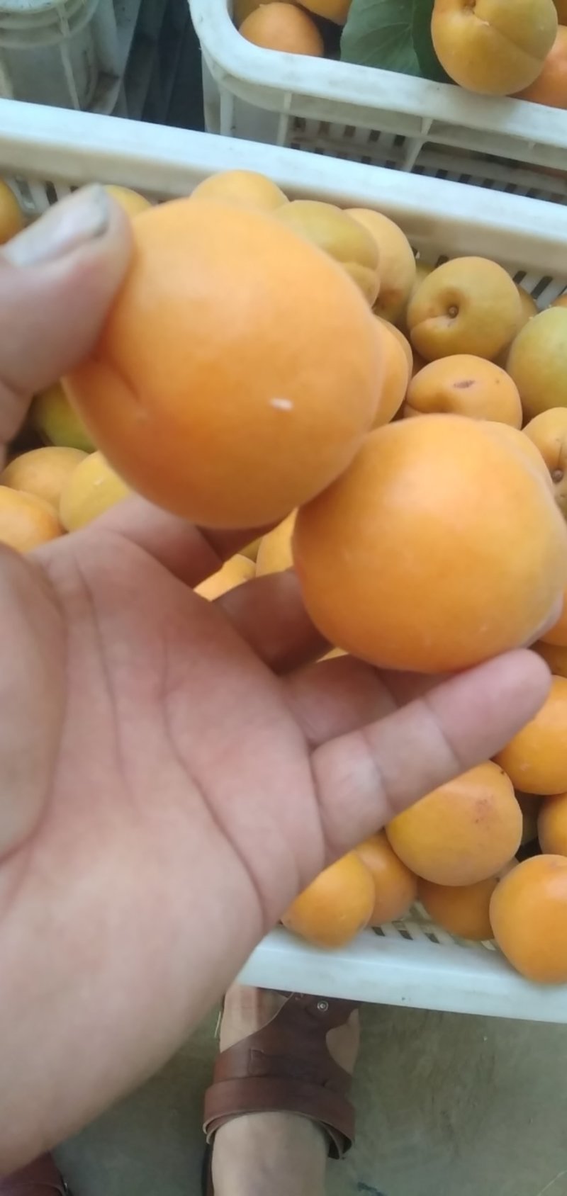 金太阳，杏。