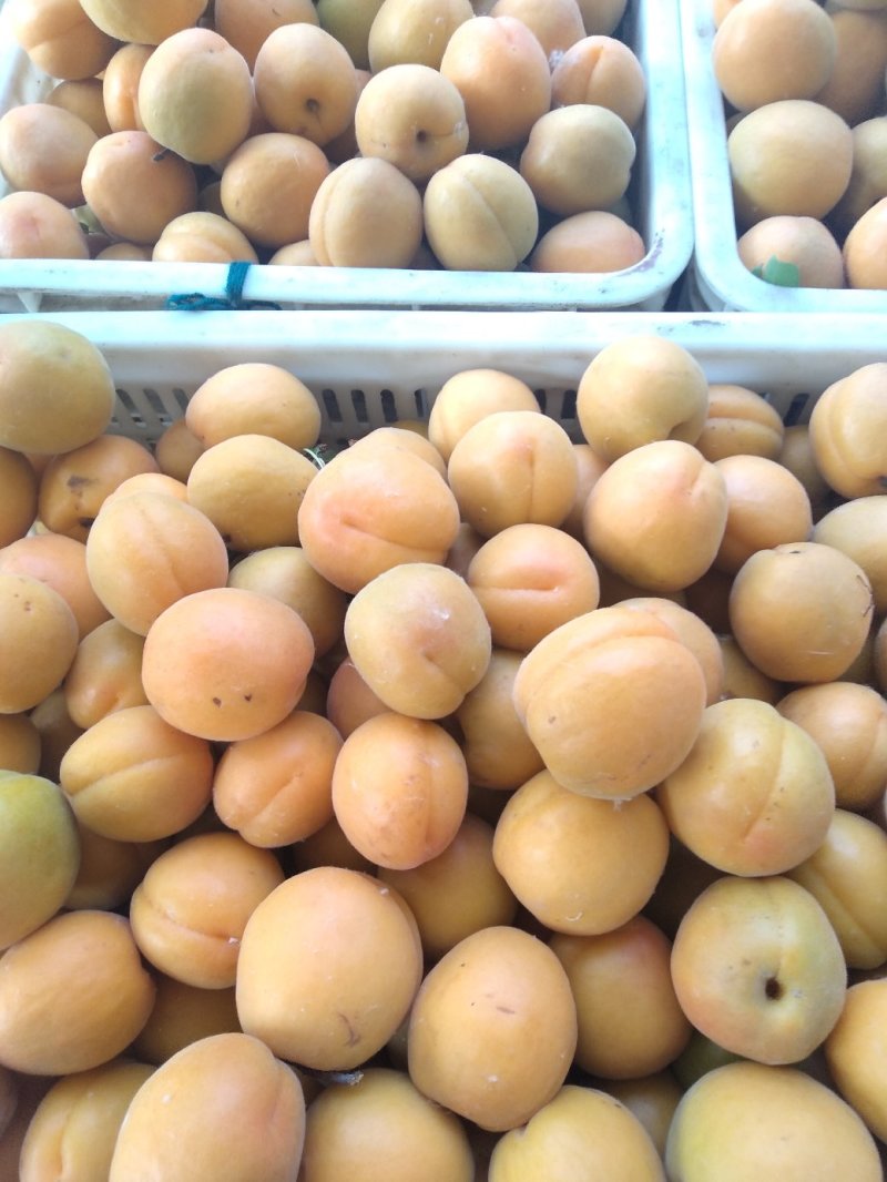 金太阳，杏。