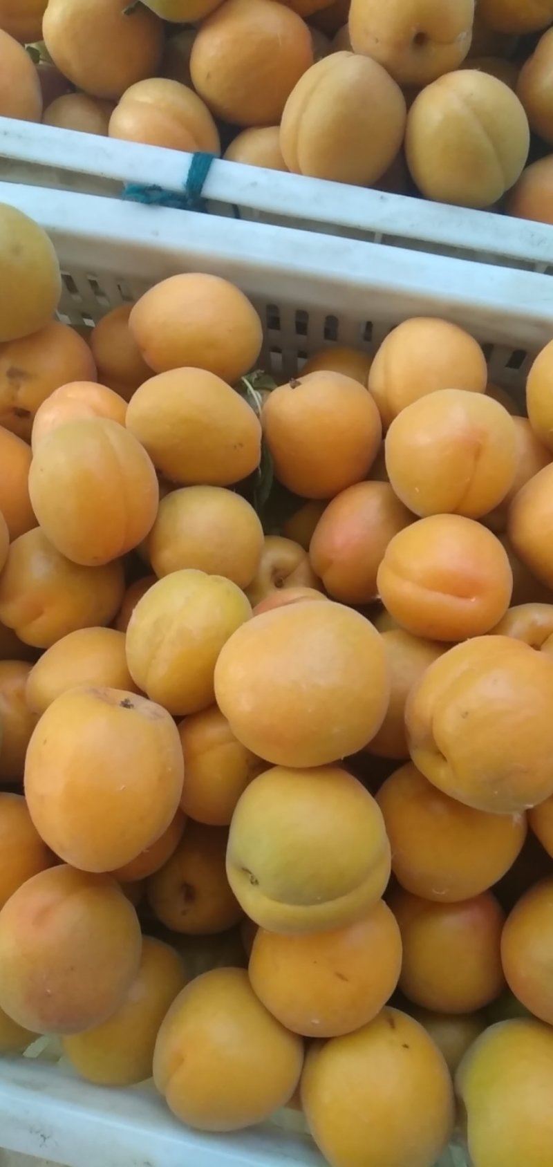 金太阳，杏。
