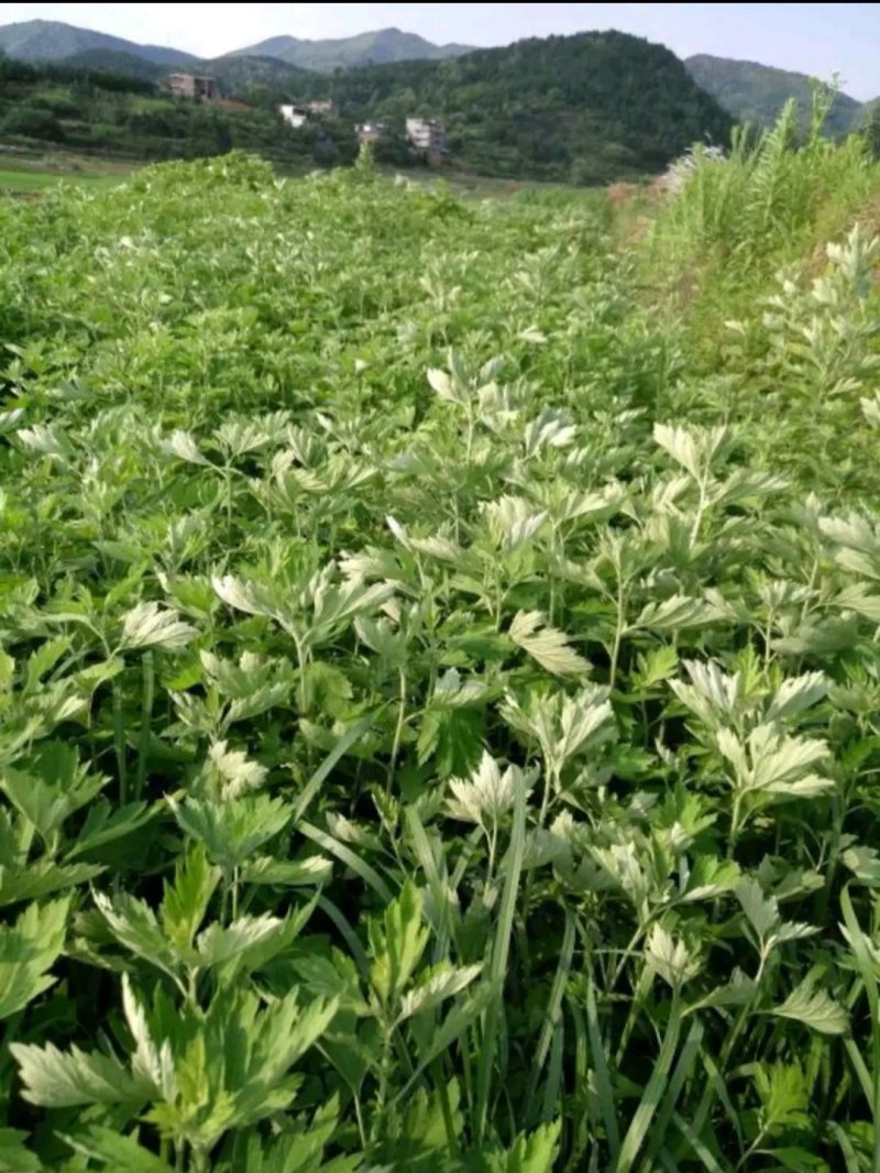 自家种植的大白艾草！另有艾种卖，价格详谈！