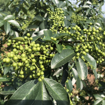 正宗重庆九叶鲜青花椒产地直销