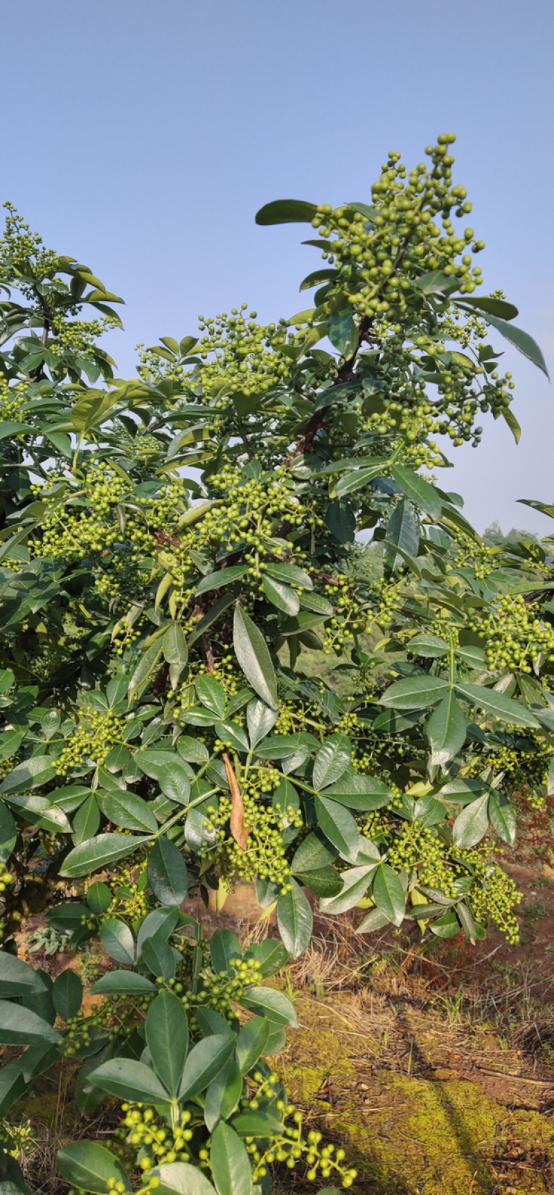正宗重庆九叶鲜青花椒产地直销