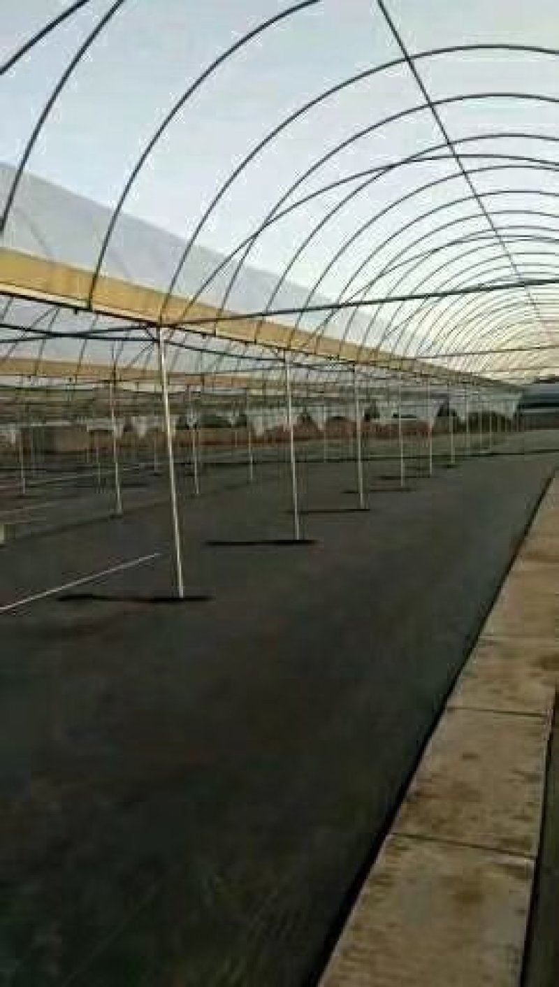厂家直销，连体大棚，外遮阳，方便实用价格实惠，量大送货！