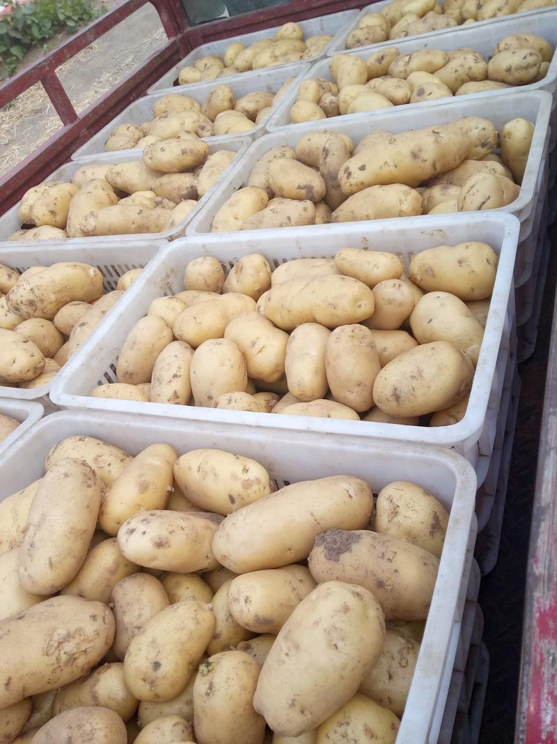 【精选】荷兰十五土豆，对接超市，电商，市场，食堂。