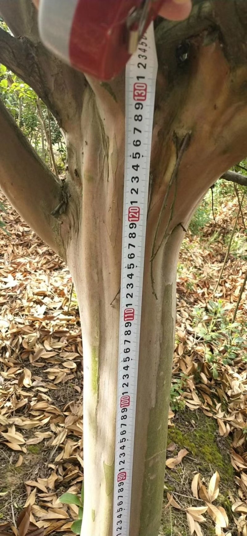 地径12公分紫薇分枝点一米品质优良价格实惠