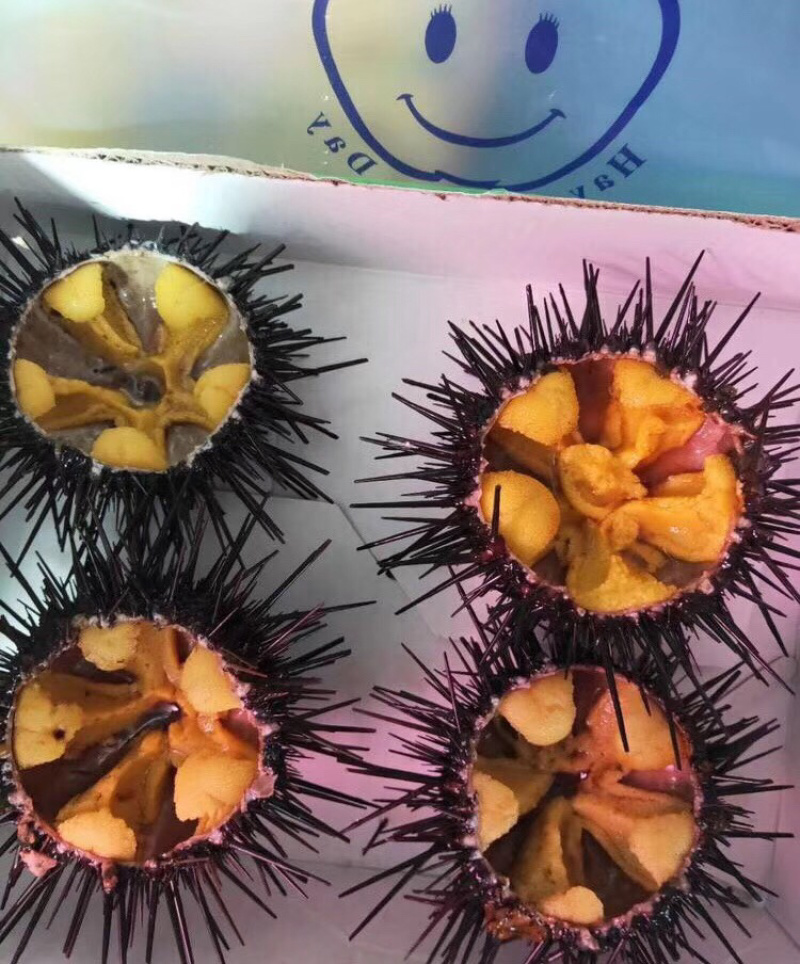 销售季节肥紫胆马粪胆黄海胆