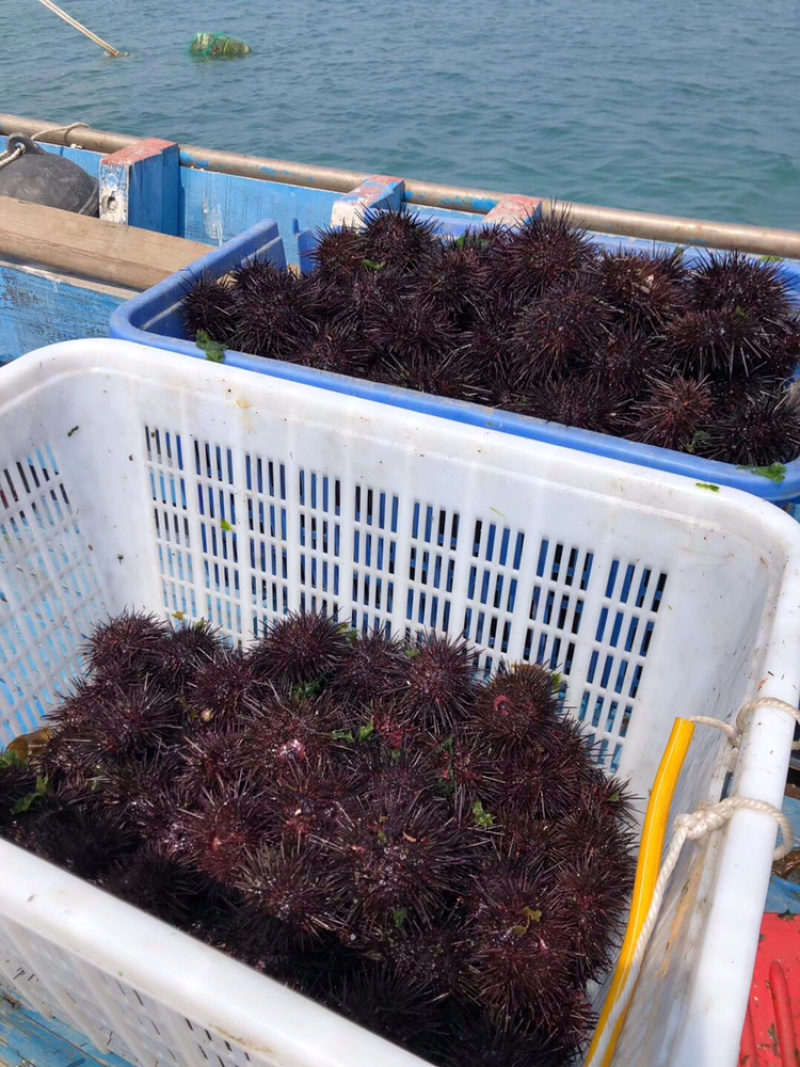 销售季节肥紫胆马粪胆黄海胆