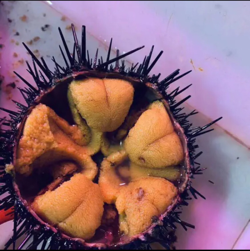 销售季节肥紫胆马粪胆黄海胆