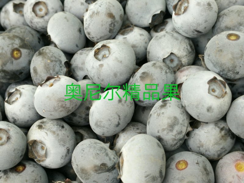 蓝莓