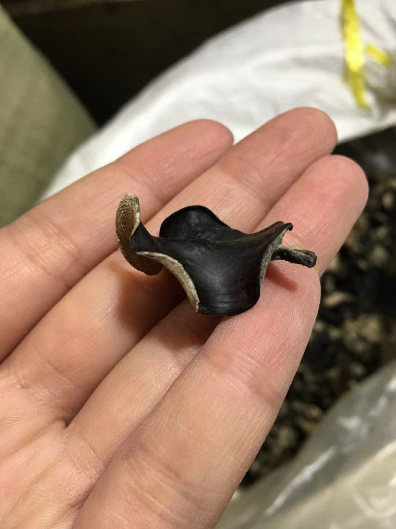 木耳青川小木耳东北毛木耳大量现货可上门验货价格美丽