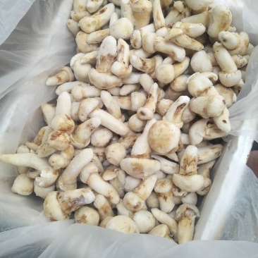 云南香格里拉冰冻松茸产地货源直销量越大越便宜