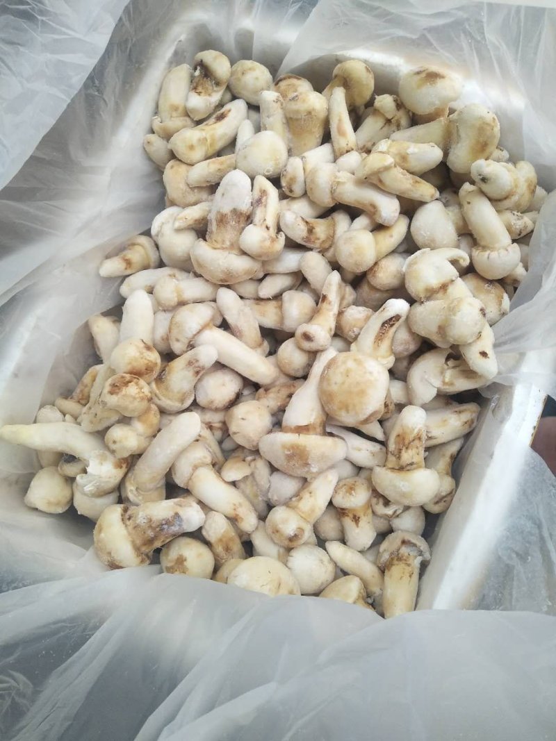 云南香格里拉冰冻松茸产地货源直销量越大越便宜
