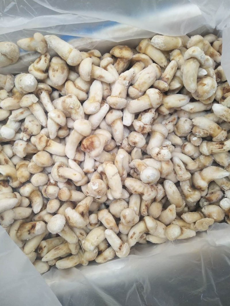 云南香格里拉冰冻松茸产地货源直销量越大越便宜