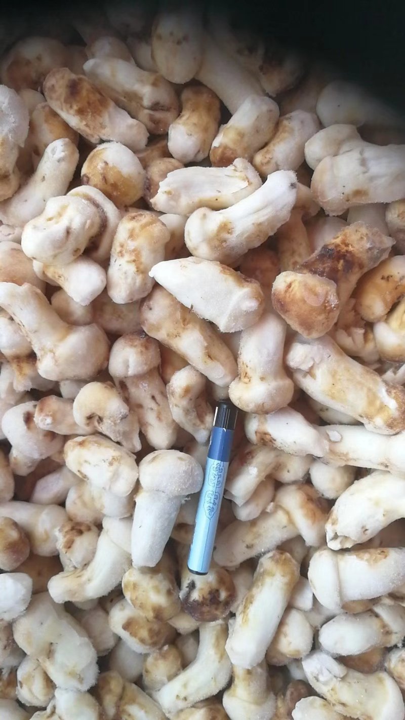 云南香格里拉冰冻松茸产地货源直销量越大越便宜