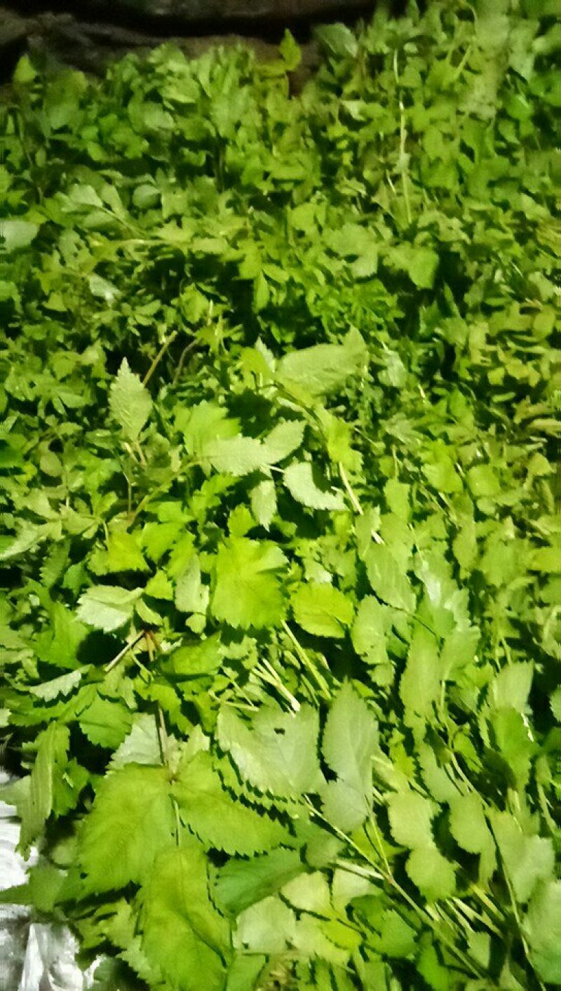 落新妇，东北落新妇，庭院绿化的好选择，欢迎采购