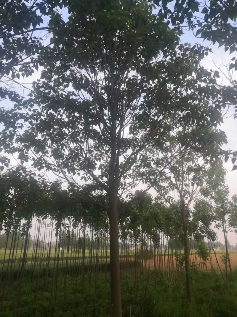 楸树