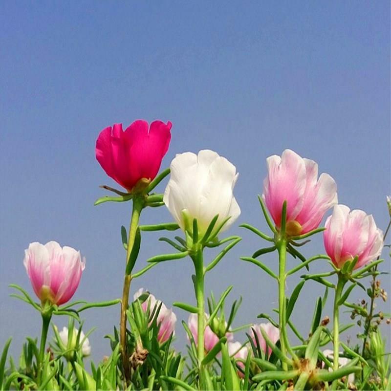 1万粒太阳花种子