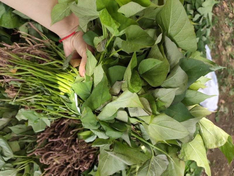 商薯19红薯苗、商薯19地瓜苗、山东夏津红薯苗、地瓜苗、