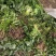 商薯19红薯苗、商薯19地瓜苗、山东夏津红薯苗、地瓜苗、