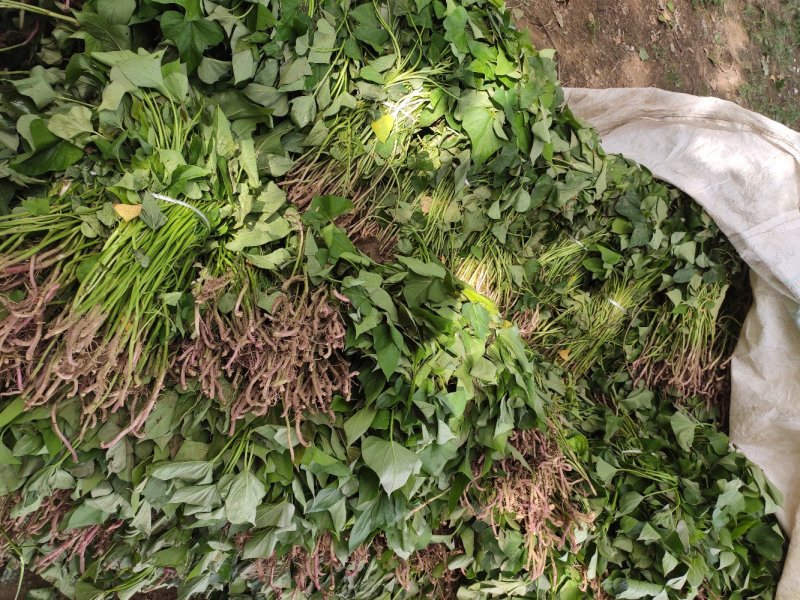 商薯19红薯苗、商薯19地瓜苗、山东夏津红薯苗、地瓜苗、