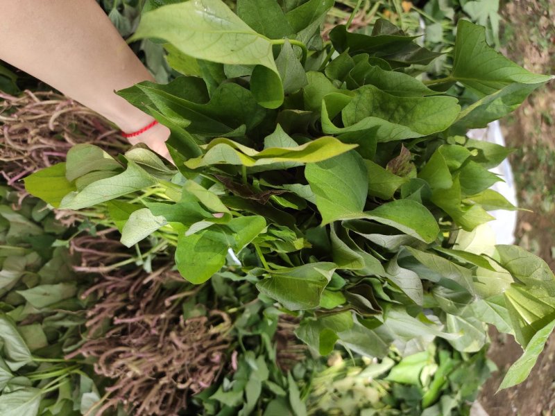 商薯19红薯苗、商薯19地瓜苗、山东夏津红薯苗、地瓜苗、