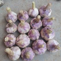 紫皮新鲜大蒜