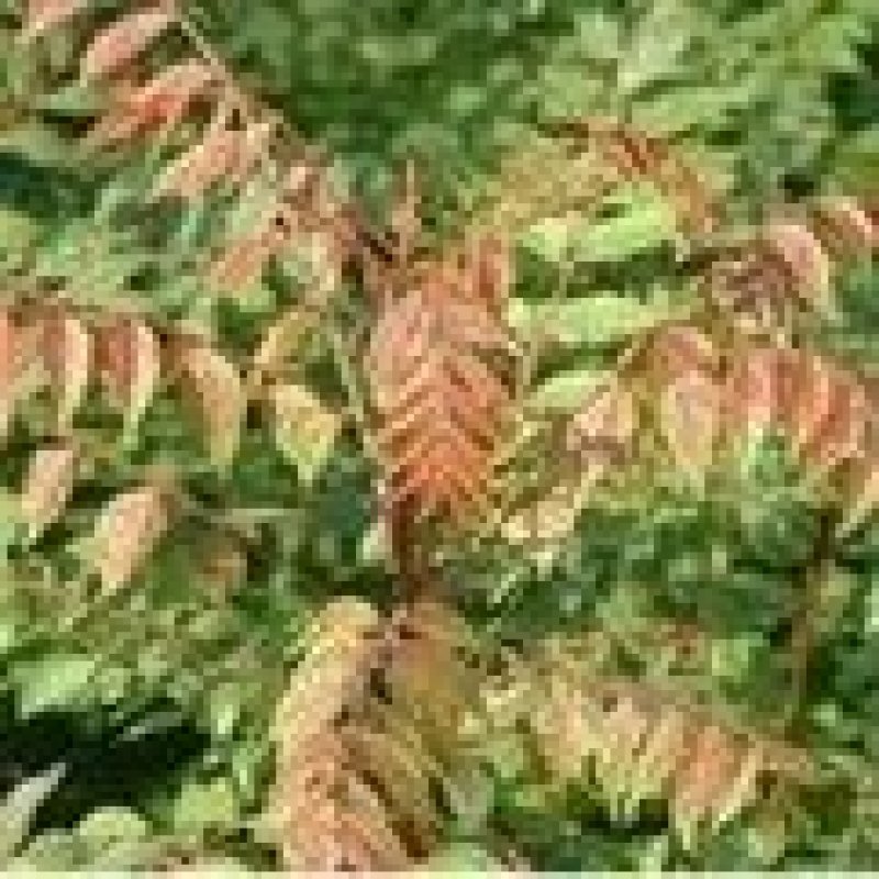 黄丽牙茶