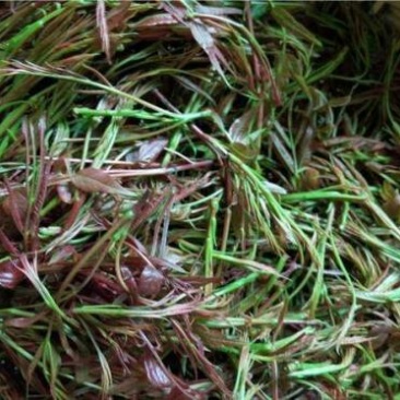 黄丽牙茶