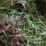 黄丽牙茶