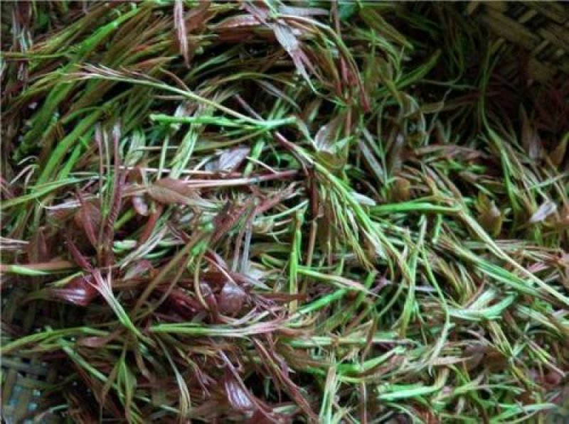 黄丽牙茶