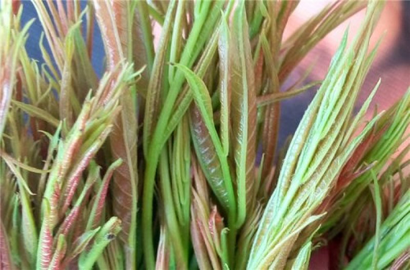 黄丽牙茶
