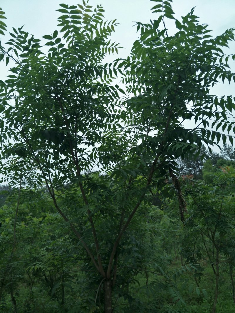 黄丽牙茶
